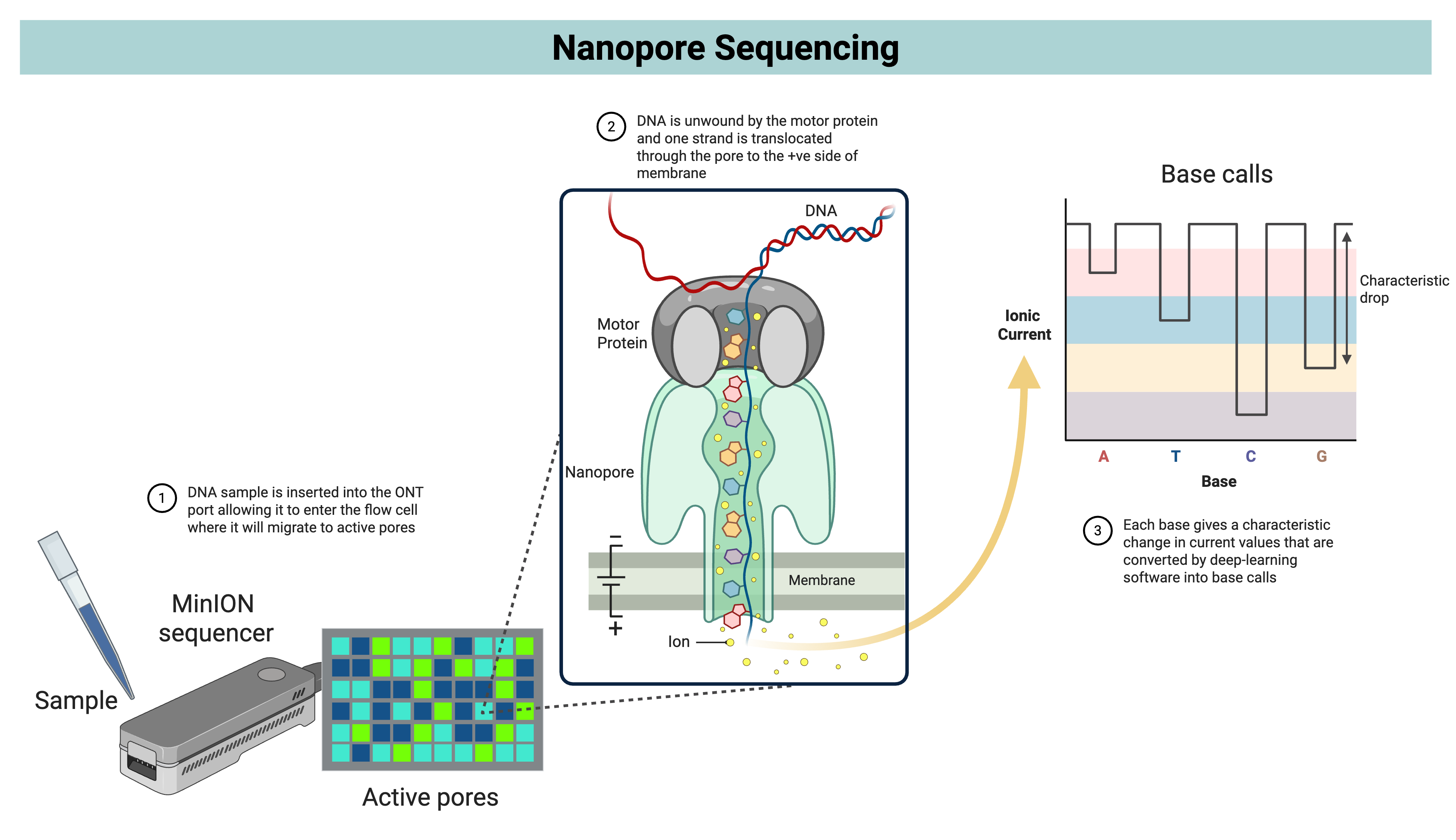 Schematic of Oxford Nanopore sequencing. A DNA sample is loaded into a MinION sequencer and enters active nanopores in the flow cell. A motor protein unwinds and feeds a single DNA strand through the pore, where changes in ionic current are measured as characteristic signals for each base. These current traces are converted into base calls by software, and the figure also shows the relationship between sample loading, active pores, nanopore translocation, and base-calling output.